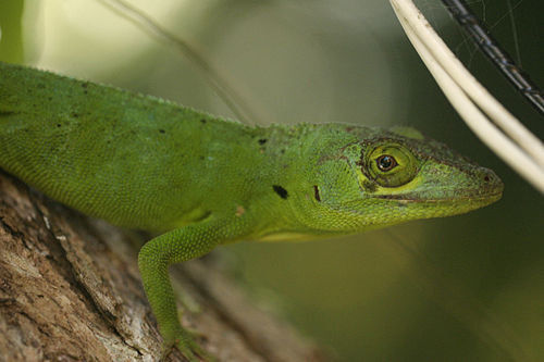 Anolis cuvieri